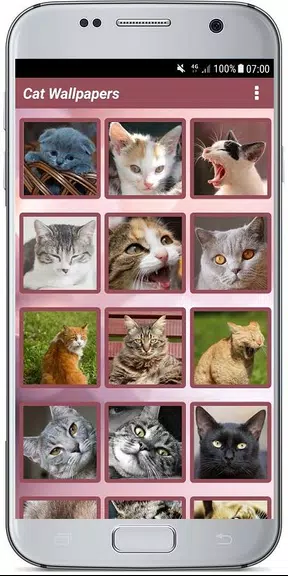CUTE CAT WALLPAPERS應用截圖第1張