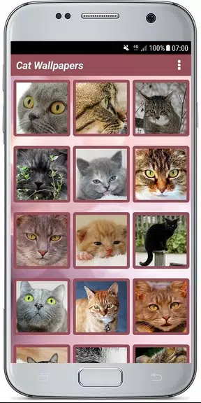 CUTE CAT WALLPAPERS應用截圖第3張