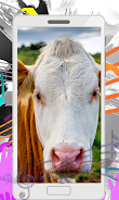 Cow Sounds Zrzut ekranu 1