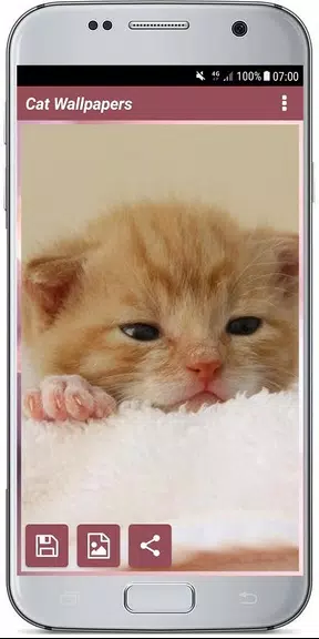 CUTE CAT WALLPAPERS應用截圖第4張