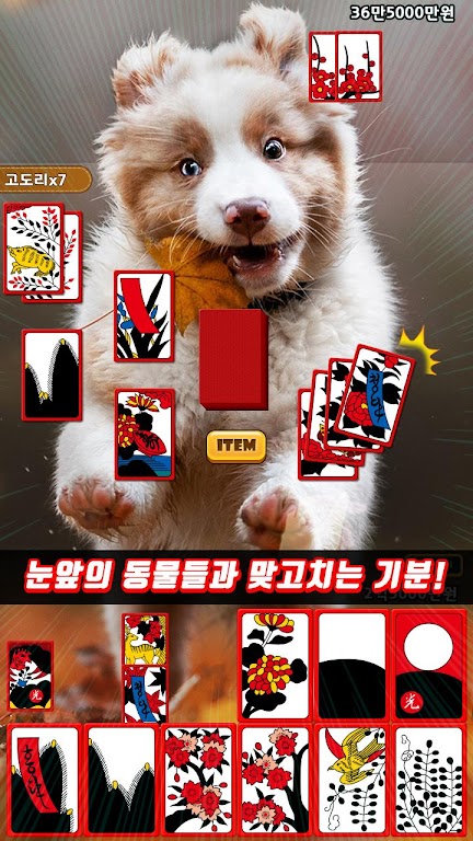 애니멀 맞고 - 동물 팻 고스톱應用截圖第2張