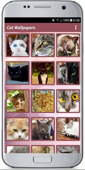 CUTE CAT WALLPAPERS應用截圖第2張
