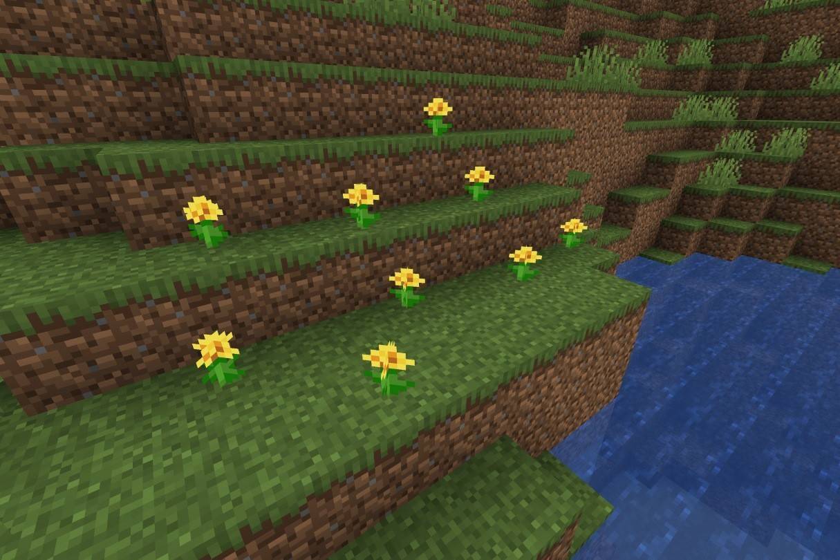 dandelion
